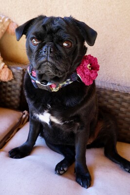 Dog Collar Flower - Hand Crochet Accessory - Hand Crocheted Dog Collar Flower - Special Occasion Party Wedding Dog Flower - Removable - image5